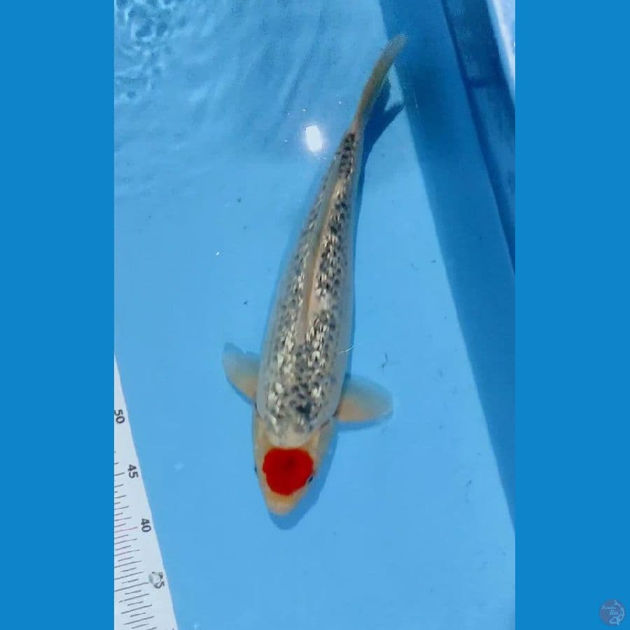 punuk taancho 41cm