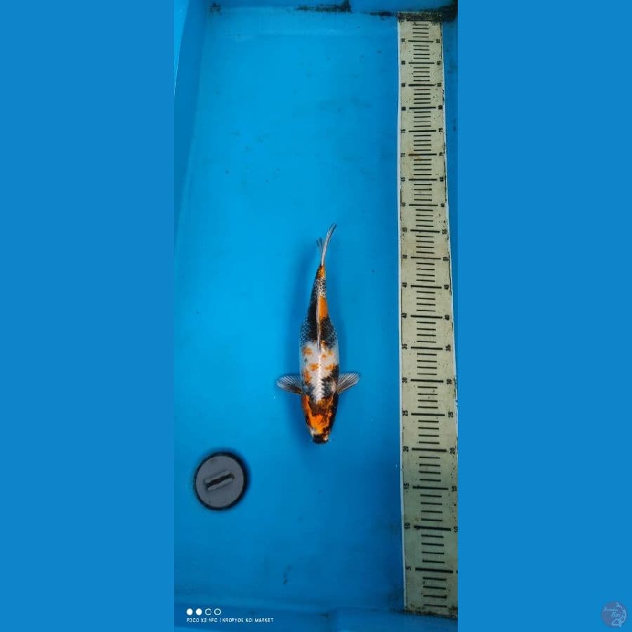 antikkan 32 cm