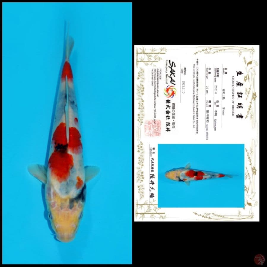 15 ~ SHOWA SAKAI, 23CM