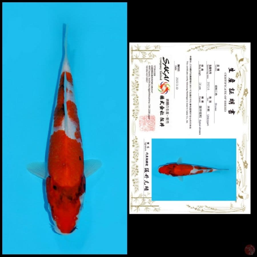 16 ~ SHOWA SAKAI, 24CM