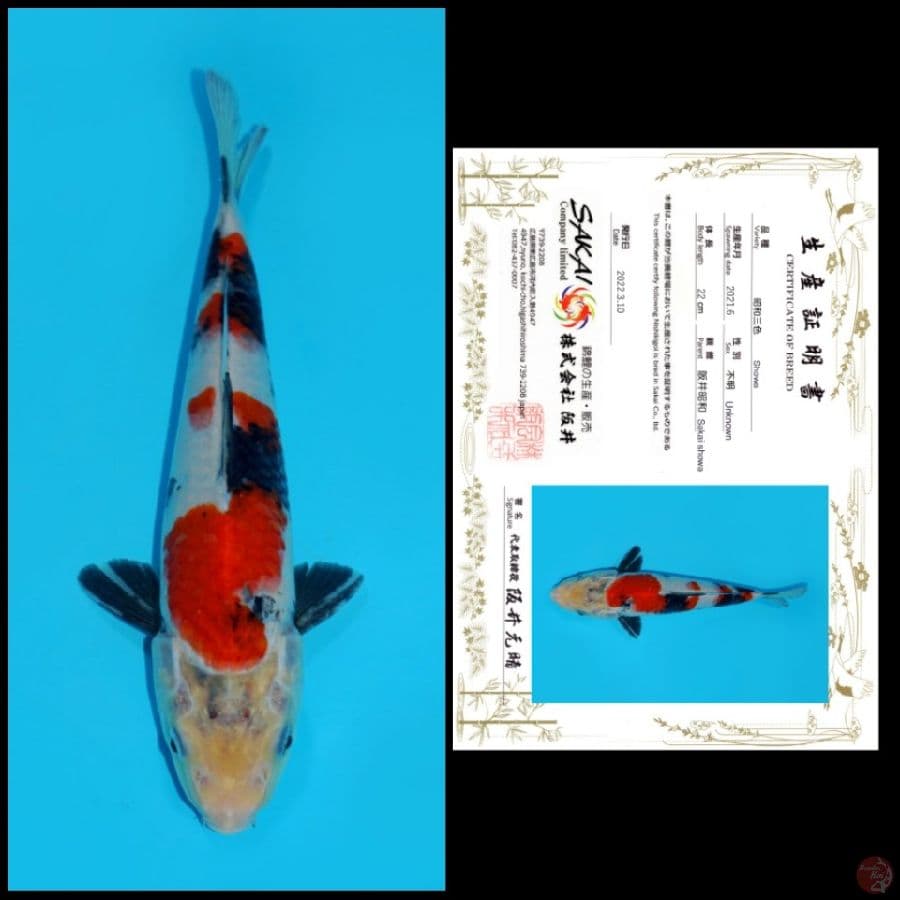 21 ~ SHOWA SAKAI, 22CM