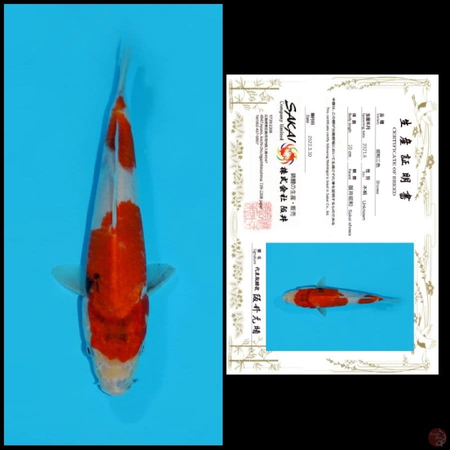 22 ~ SHOWA SAKAI, 20CM