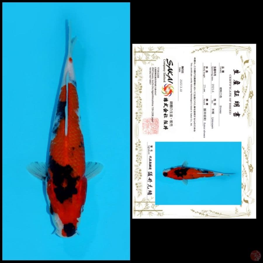 23 ~ SHOWA SAKAI, 23CM