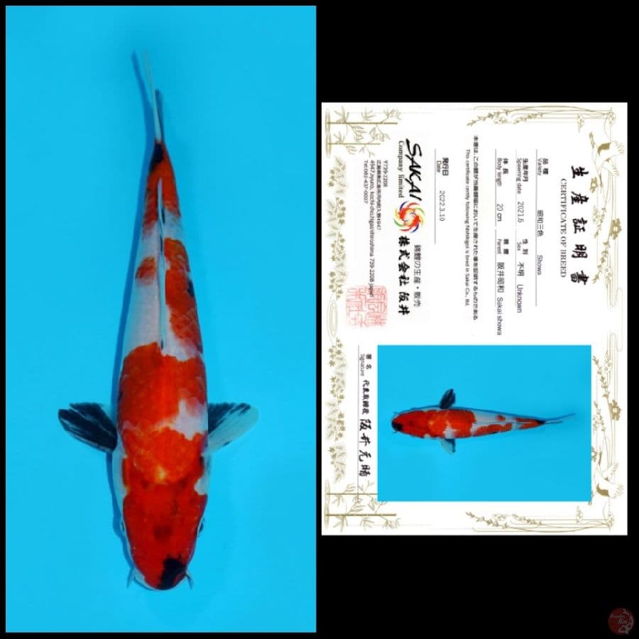 25 ~ SHOWA SAKAI, 20CM