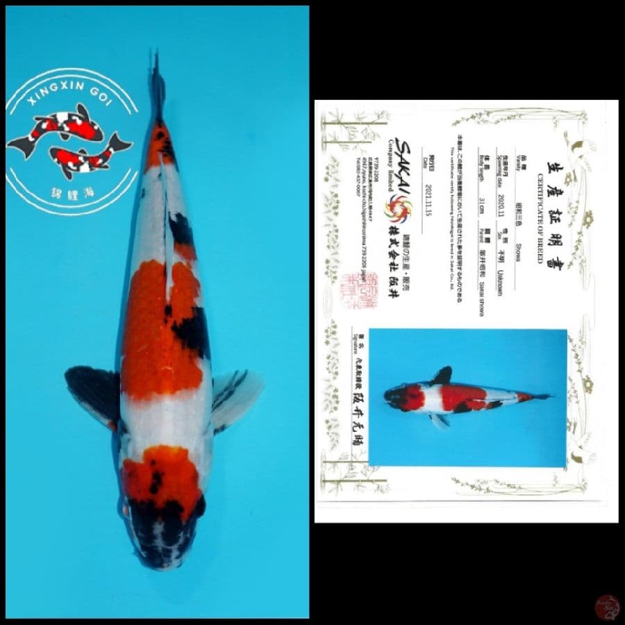 26 ~ SHOWA SAKAI, 34CM