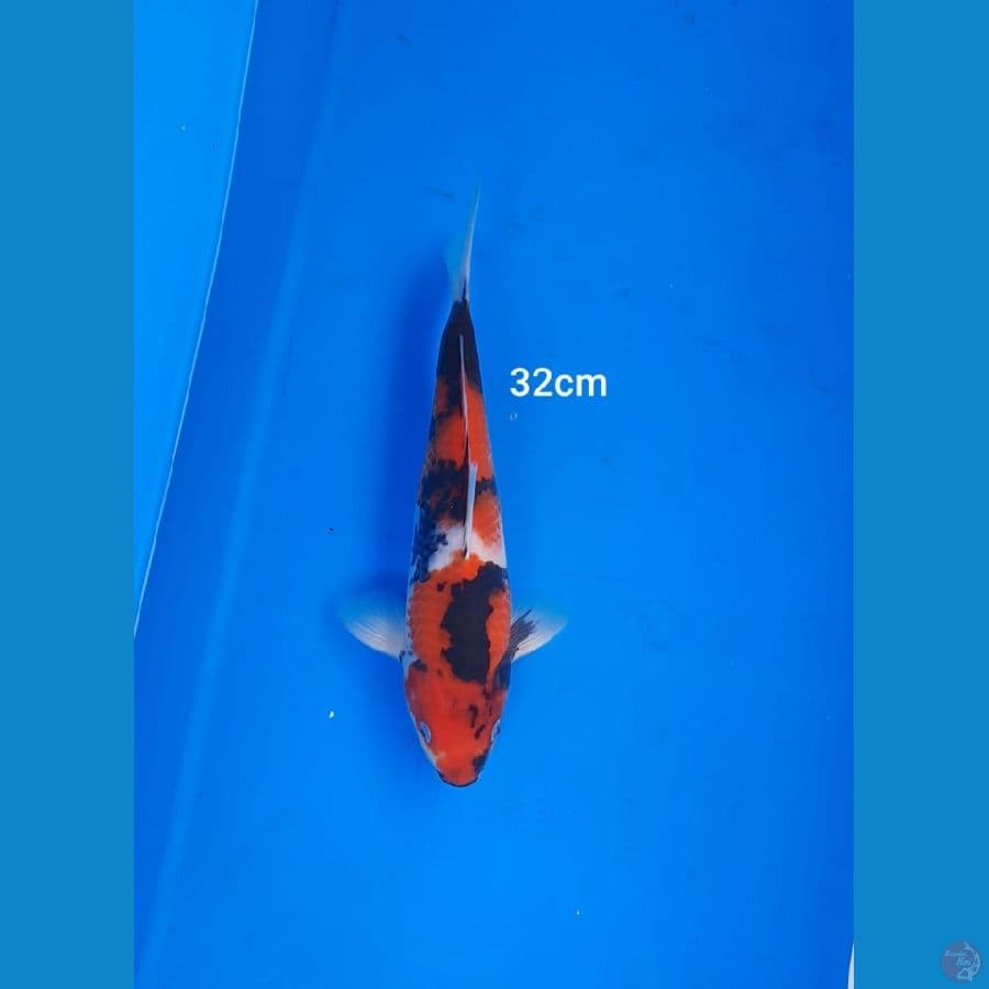 ahowa32cm