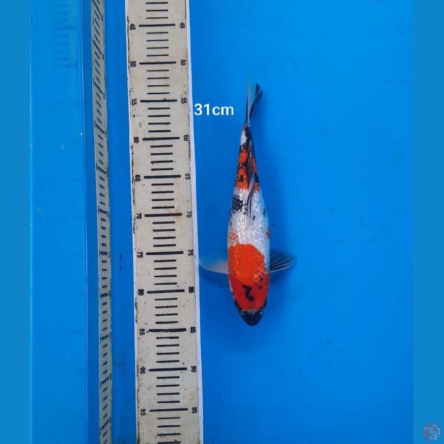 showa 31 cm