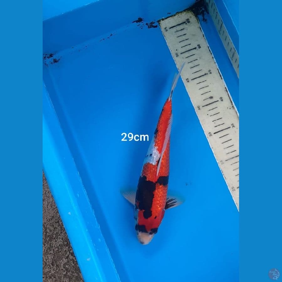 showa 29 cm