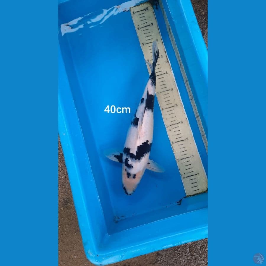 shiro 40cm