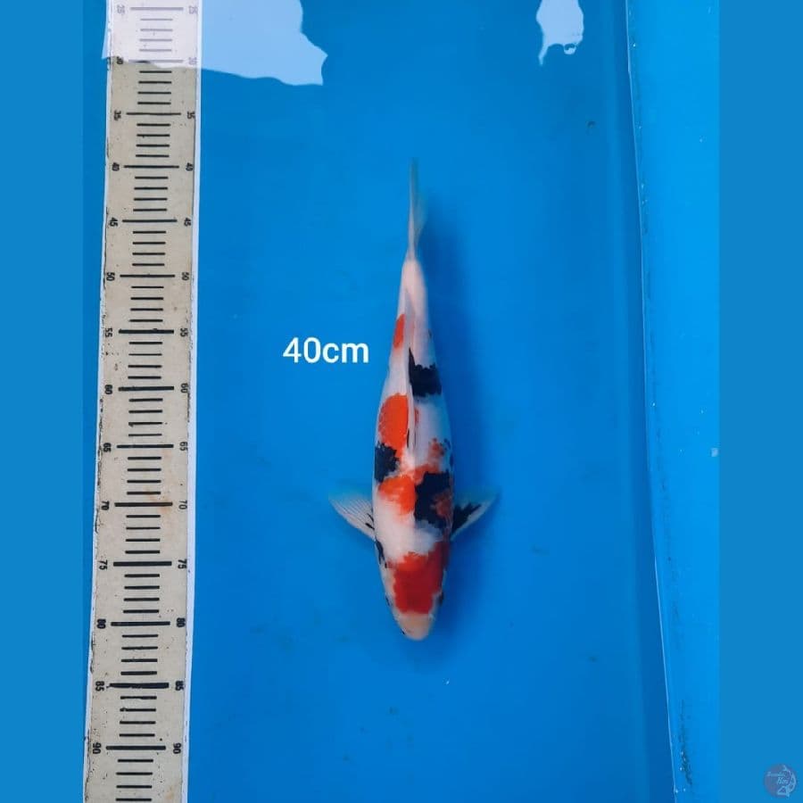 showa 40cm