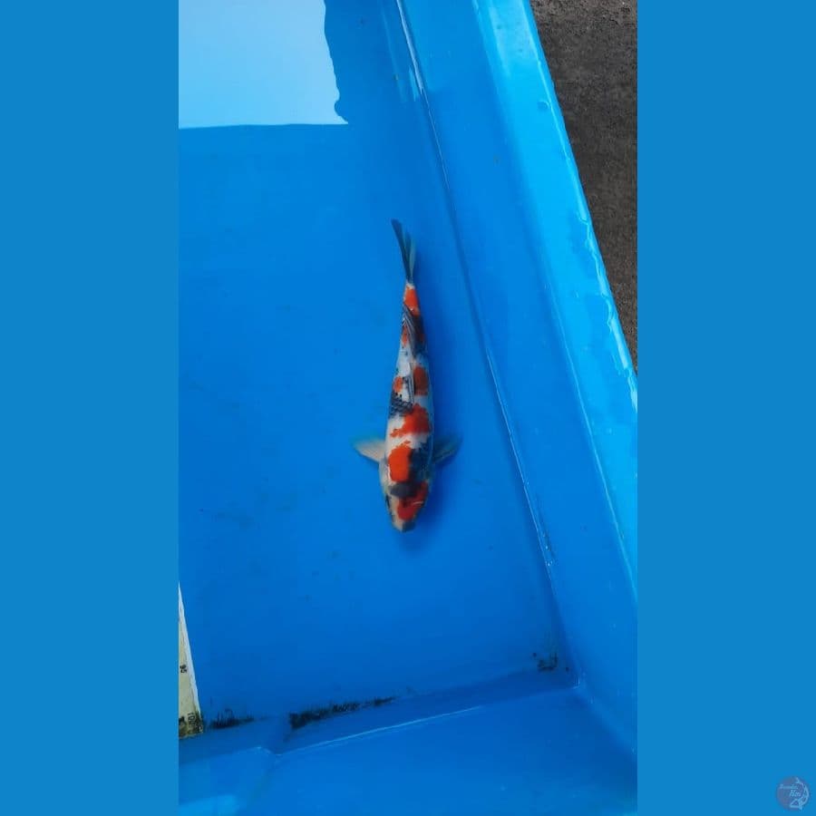 showa 35cm