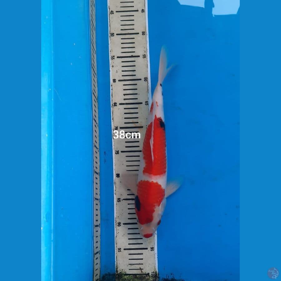 showa 38 cm