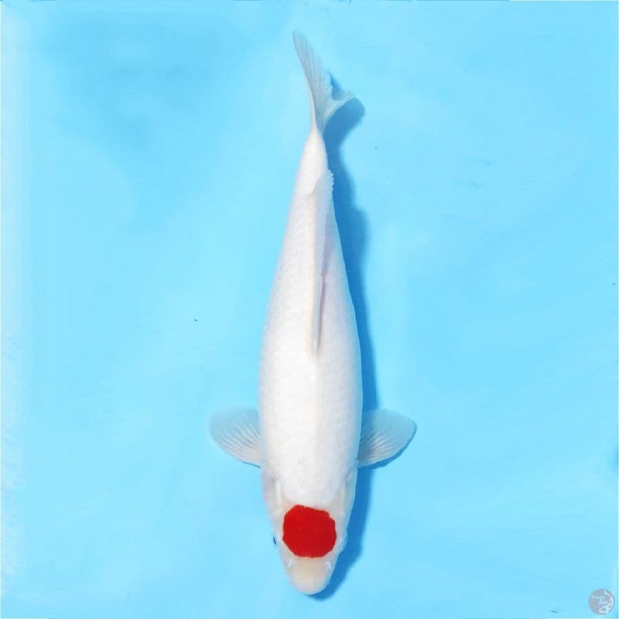 TANCHO KOHAKU ORIGINAL 36CM FM