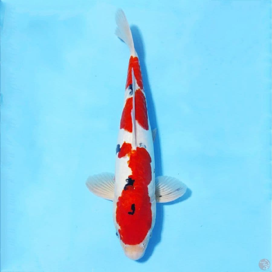 DOITSU SANKE 3 STEP ORI 35cm male