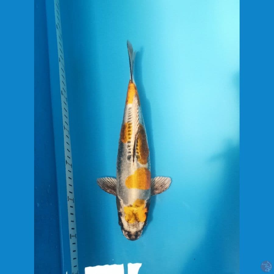 YELLOW KIKO 30CM/M