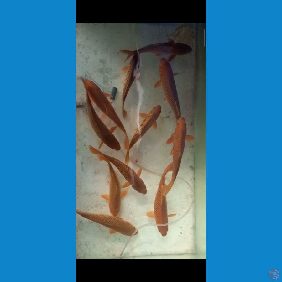 chagoi tembaga ginrin mix 25- 30 cm