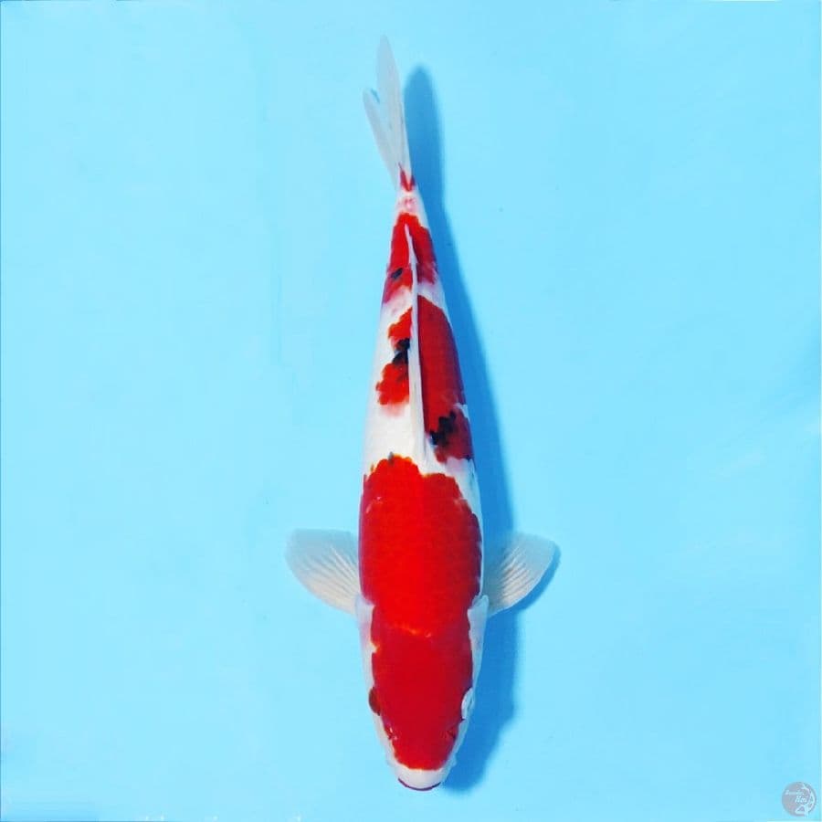 SANKE MERAH STRONG 35cm m