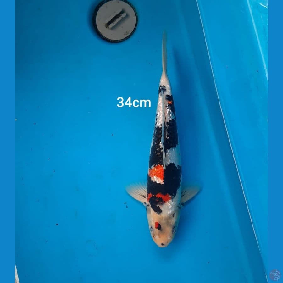 showa 34 cm