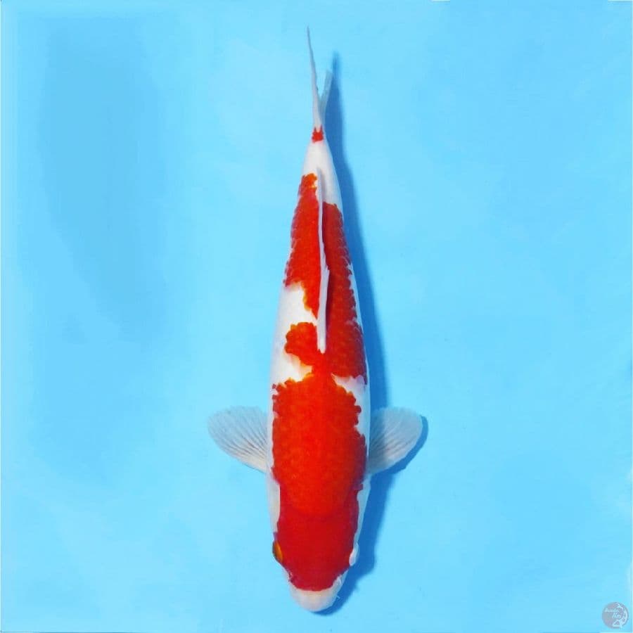 KOHAKU F1 MERAH TEBAL 38cm fm