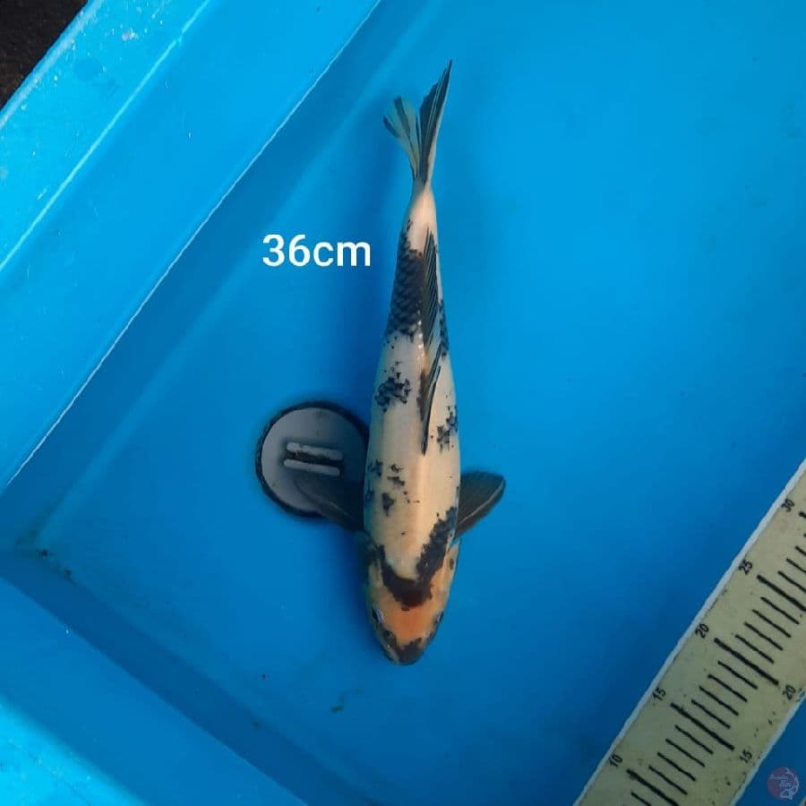 shiro 36 cm