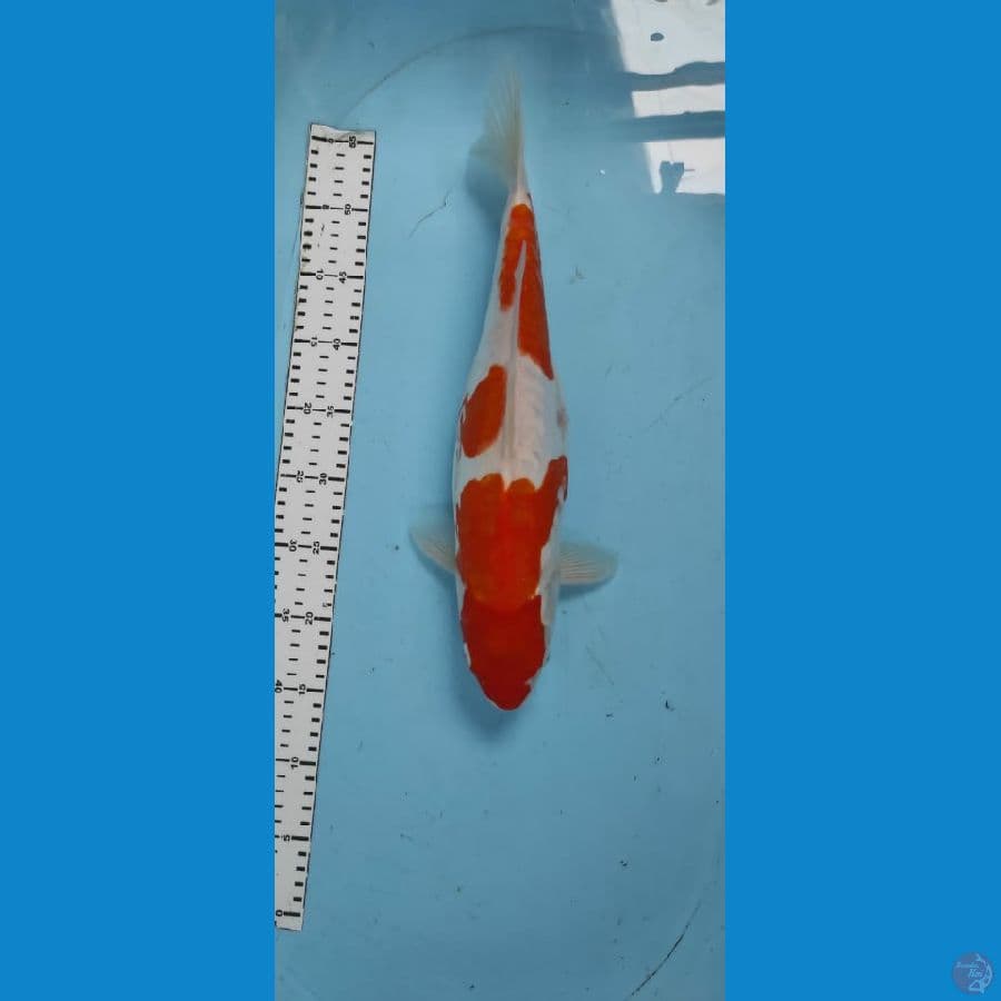 kohaku doitsu