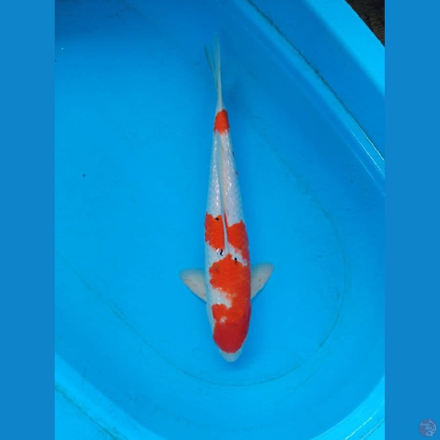 Sanke Full ginrin Jumbo