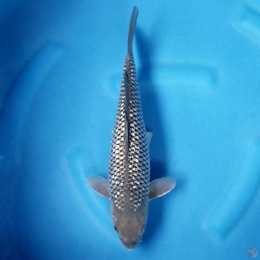 SORAGOI GINRIN 33 CM MALE