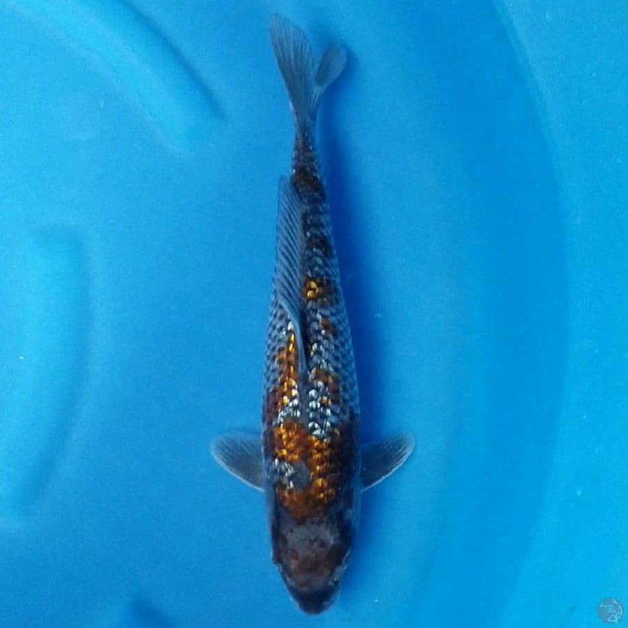 OCHIBA GINRIN 33 CM