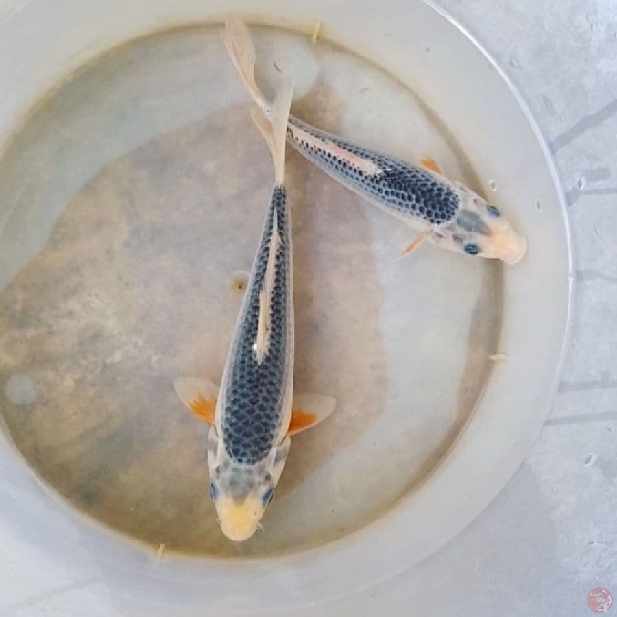 ASAGI 18 & 20CM
