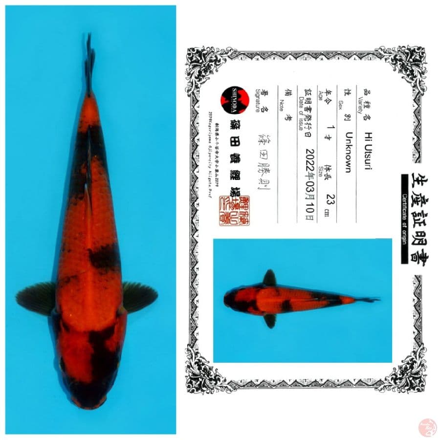 HI UTSURI SHINODA 23CM HQ