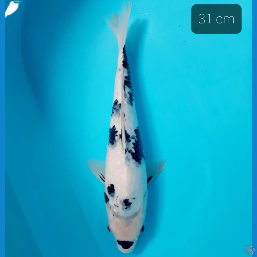 shiro 31 cm