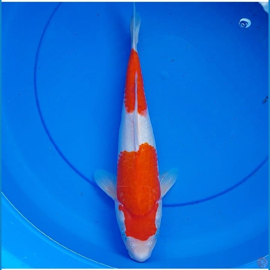 kohaku