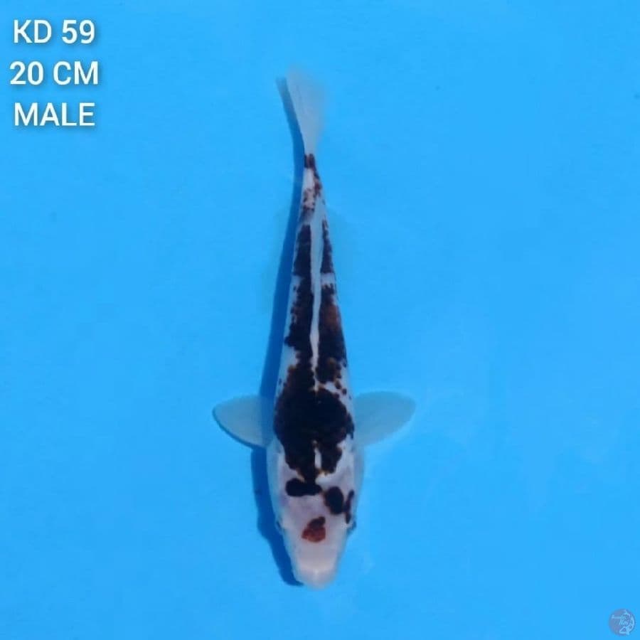 goromo 20cm male