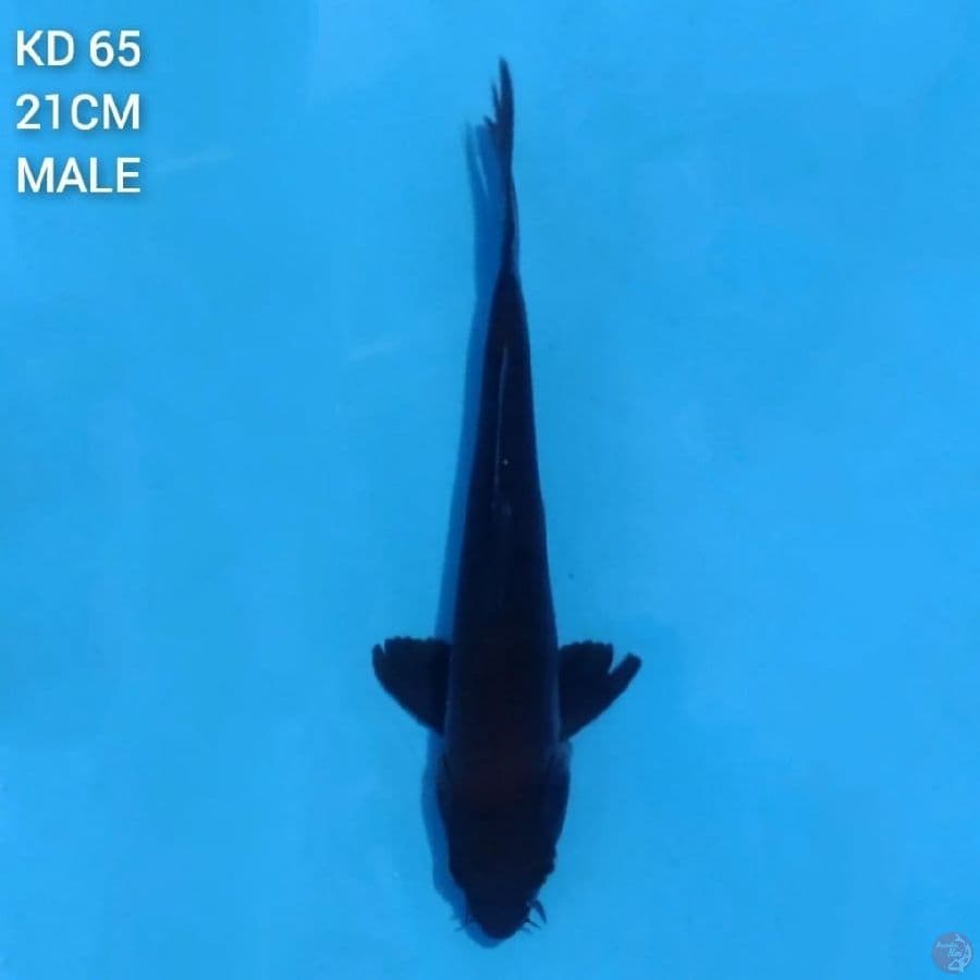 karasu 21cm male