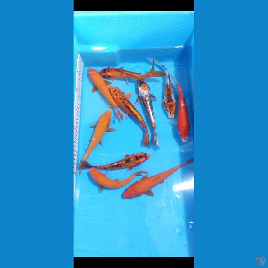 paket mix 15-20cm