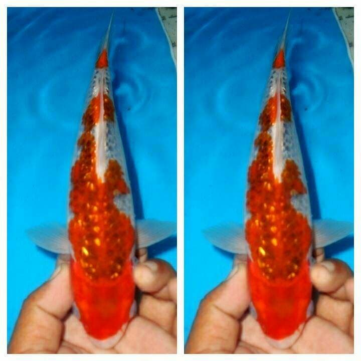 Goshiki ginrin f1