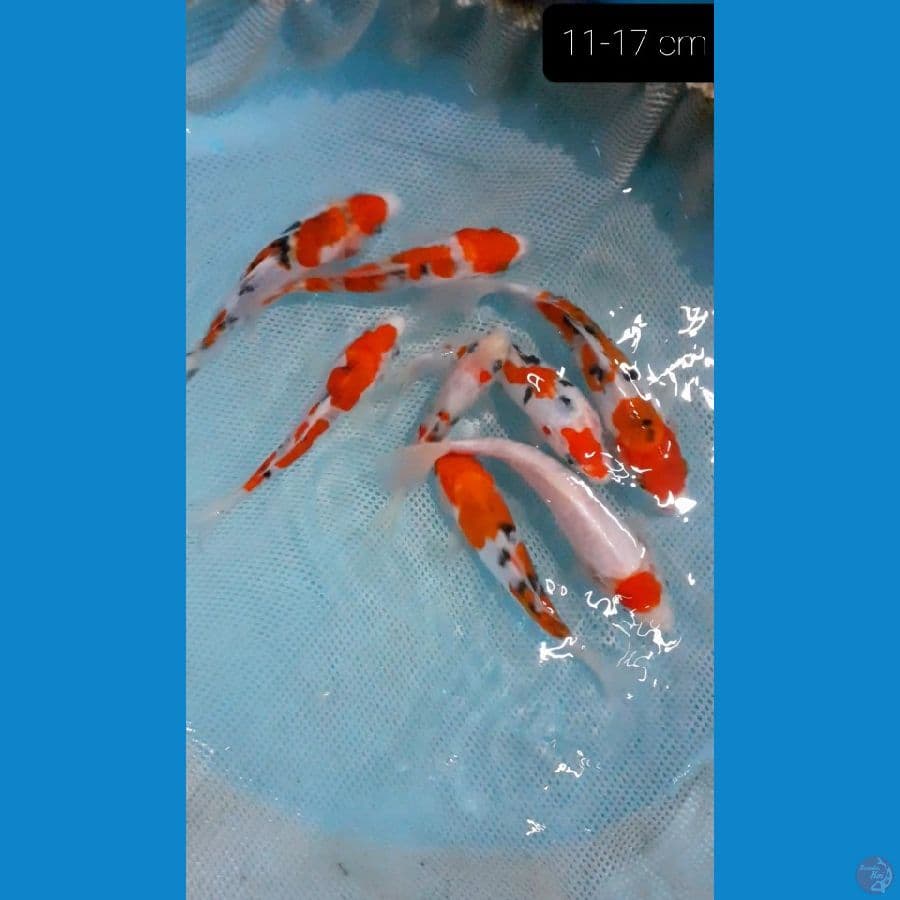 *MIX SANKE DOITSU 11-17 CM*