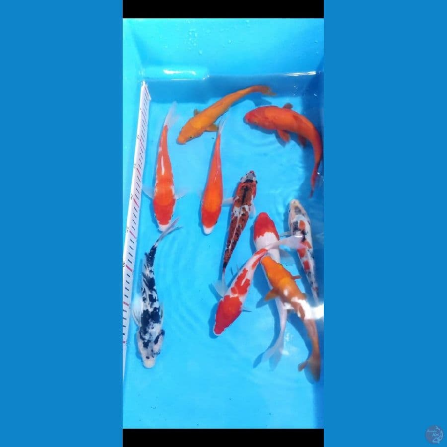 paket mix 20-22cm