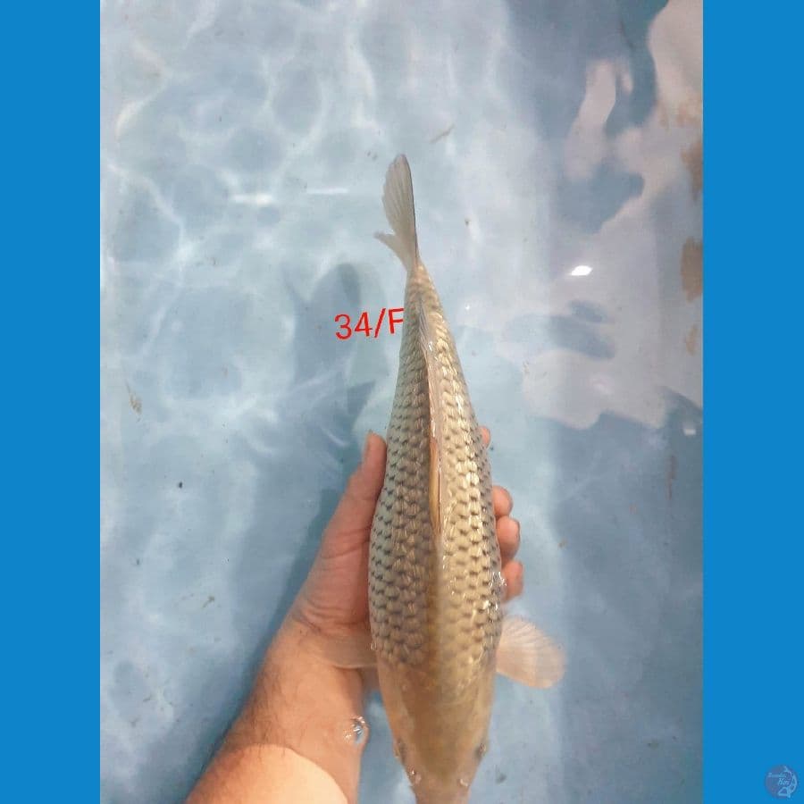 Soragoi Ginrin Female 34cm