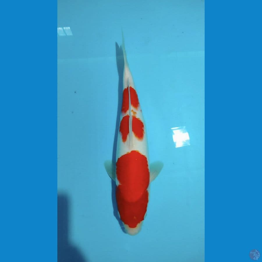 Kohaku 34cm