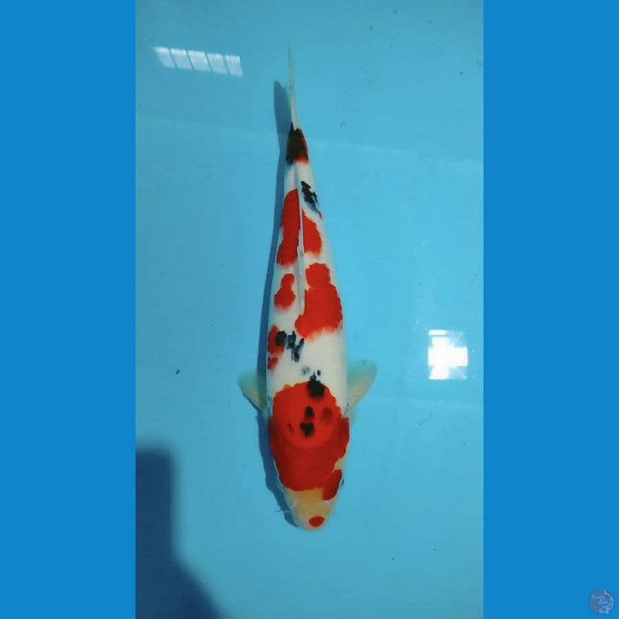 Sanke 34cm