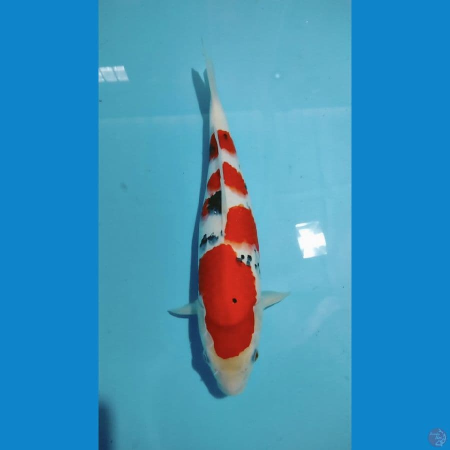Sanke 36cm