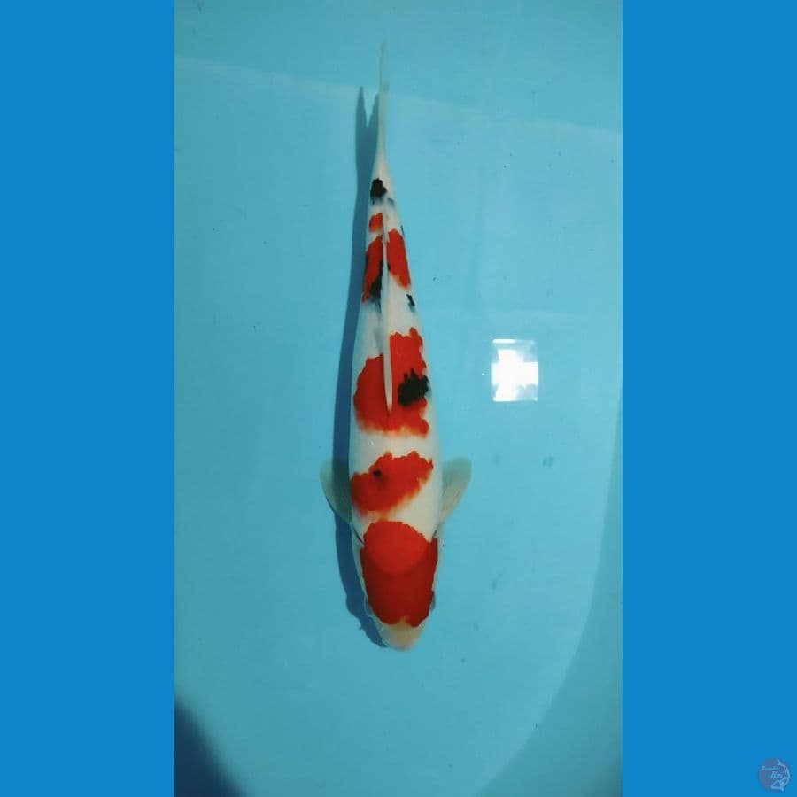 Sanke 32cm