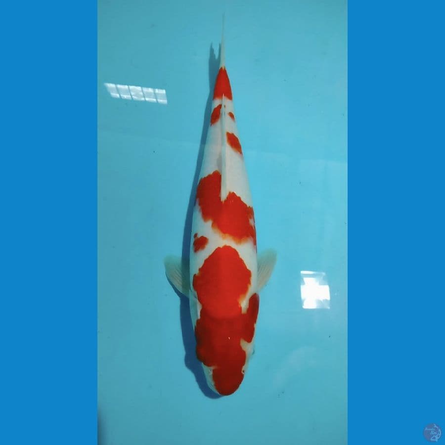 Kohaku 31cm