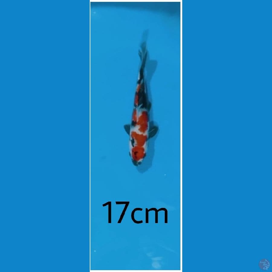 Showa 17cm