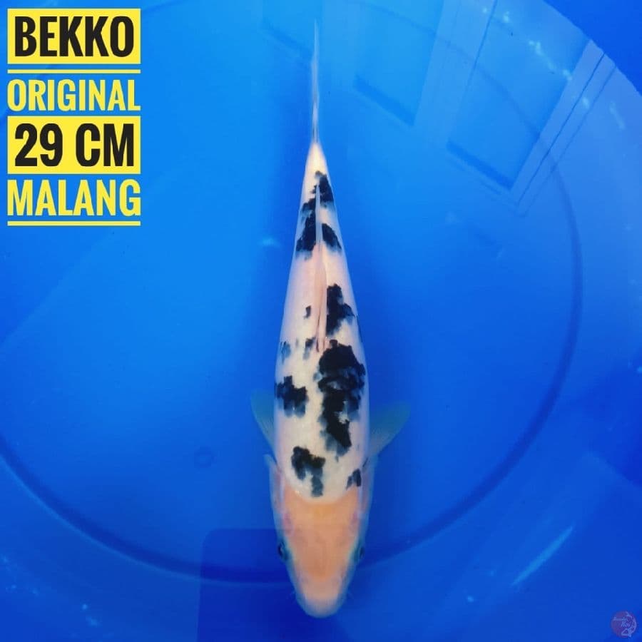 bekko original 29cm