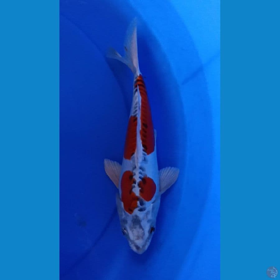 KUJAKU 25CM MALE