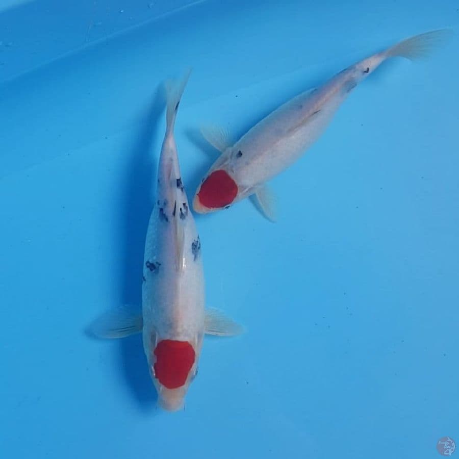 meramaikan malam minggu
