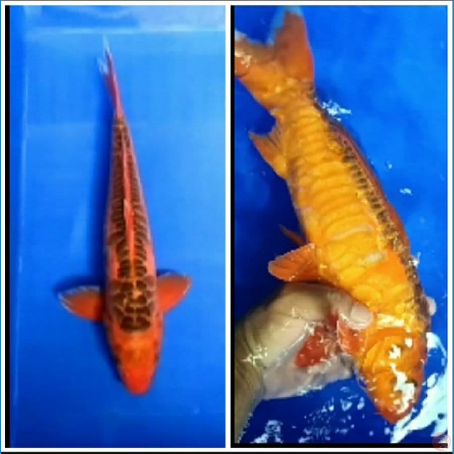 Mizuo ~ 37cm Female.