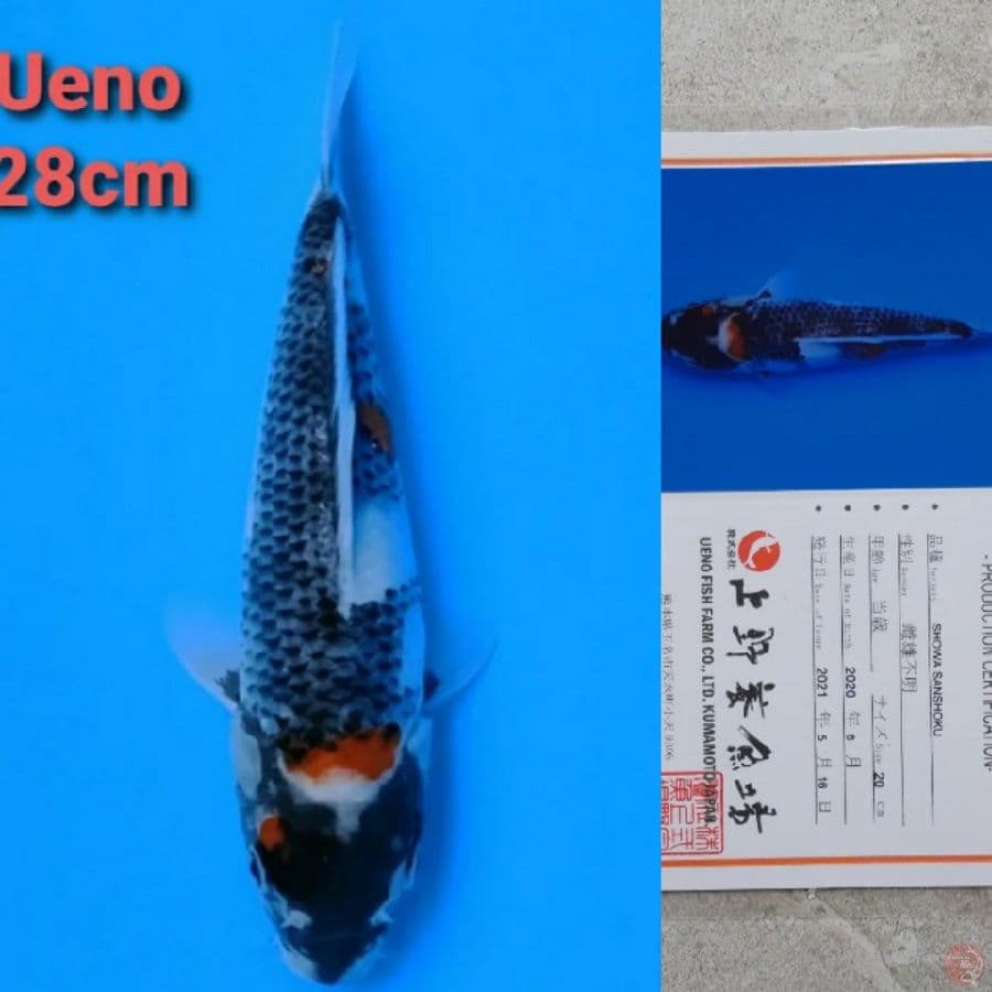 UENO SHOWA 28CM